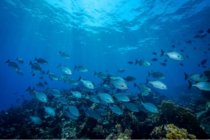 联合国启动海洋十年倡议 秘书长古特雷斯呼吁“与自然和平相处”